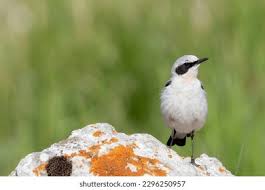 Attēlu rezultāti vaicājumam “Oenanthe oenanthe”