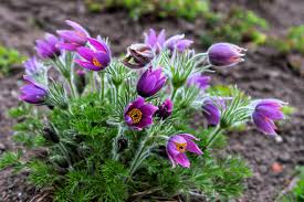 Attēlu rezultāti vaicājumam “Pulsatilla vulgaris flower”