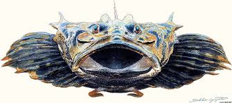 Image result for Myoxocephalus quadricornis