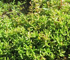 Attēlu rezultāti vaicājumam “Sedum album”