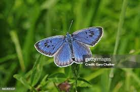 Attēlu rezultāti vaicājumam “Phengaris arion upperside”