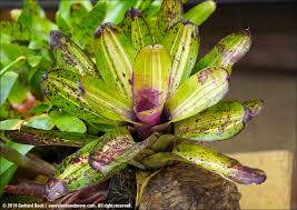 Attēlu rezultāti vaicājumam “Collaria rubens stalked”