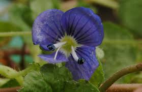 Attēlu rezultāti vaicājumam “Veronica filiformis flower”