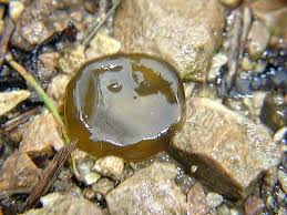 Attēlu rezultāti vaicājumam “Nostoc pruniforme”