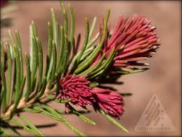 Attēlu rezultāti vaicājumam “Picea abies female flower”