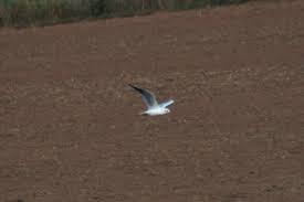 Attēlu rezultāti vaicājumam “Larus ridibundus juvenile”