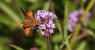 Attēlu rezultāti vaicājumam “Thymelicus sylvestris female”