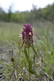 Attēlu rezultāti vaicājumam “Melampyrum cristatum”