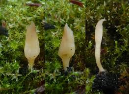 Attēlu rezultāti vaicājumam “Clavaria straminea”