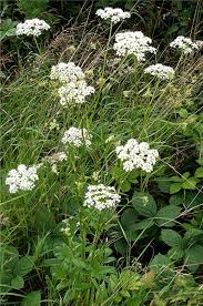 Image result for Pimpinella major