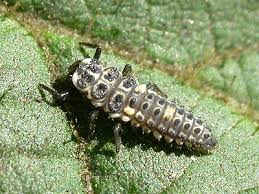 Attēlu rezultāti vaicājumam “Adalia bipunctata larva”
