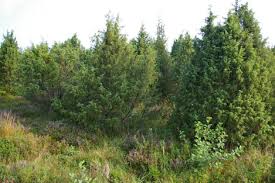 Attēlu rezultāti vaicājumam “Juniperus communis”