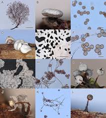 Attēlu rezultāti vaicājumam “Arcyria minuta stalked”