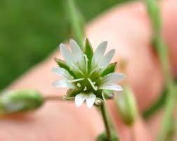 Attēlu rezultāti vaicājumam “Oenothera rubricauli flower”