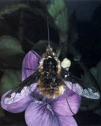 Attēlu rezultāti vaicājumam “Brachycera”