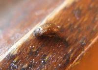 Attēlu rezultāti vaicājumam “Attagenus smirnovi”