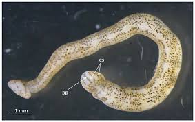 Attēlu rezultāti vaicājumam “Hirudinea”