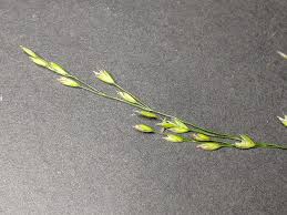 Attēlu rezultāti vaicājumam “Poa palustris leaf”