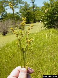 Attēlu rezultāti vaicājumam “Carex dioica male flower”
