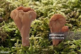 Attēlu rezultāti vaicājumam “Clavariadelphus pistillaris”