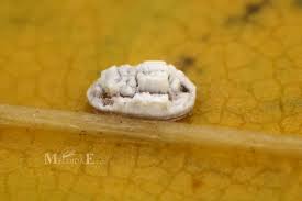 Attēlu rezultāti vaicājumam “Aleurochiton aceris”