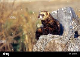 Attēlu rezultāti vaicājumam “Mustela putorius”