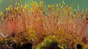 Attēlu rezultāti vaicājumam “Sphagnum centrale sporophyte”