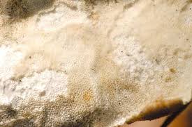 Attēlu rezultāti vaicājumam “Ceriporia”