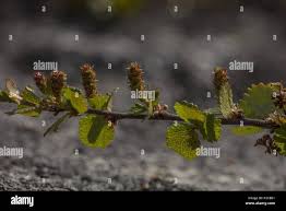 Attēlu rezultāti vaicājumam “Betula nana female flower”