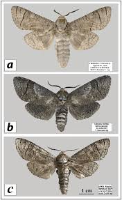 Attēlu rezultāti vaicājumam “Cossus cossus”