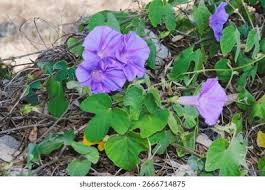 Image result for Prunkwinde