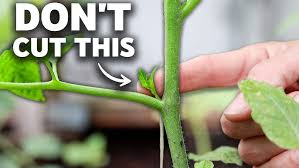 Afbeeldingsresultaat voor earliana tomato