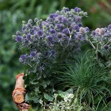 Image result for Eryngium `Blue Hobbit`