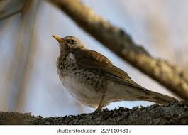 Attēlu rezultāti vaicājumam “Turdus pilaris adult”