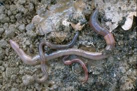 Attēlu rezultāti vaicājumam “Lumbricidae”