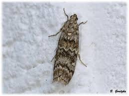 Attēlu rezultāti vaicājumam “Dioryctria abietella”