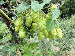 Attēlu rezultāti vaicājumam “Humulus lupulus”