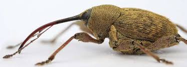 Attēlu rezultāti vaicājumam “Curculio venosus”