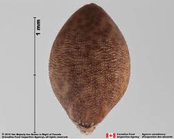 Attēlu rezultāti vaicājumam “Heterotrichia oerstedii (syn. Arcyria oerstedii) stalked”