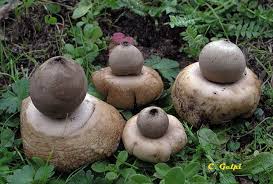 Attēlu rezultāti vaicājumam “Geastrum fimbriatum”