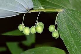 Attēlu rezultāti vaicājumam “Polygonatum multiflorum  fruit”