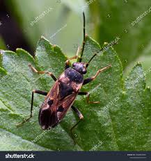 Image result for Rhyparochromus