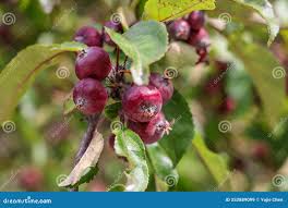 Attēlu rezultāti vaicājumam “Malus prunifolia fruit”