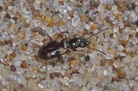 Attēlu rezultāti vaicājumam “Bembidion quadrimaculatum”