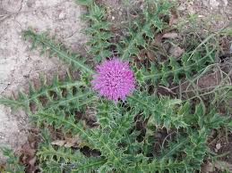 Attēlu rezultāti vaicājumam “Cirsium acaule flower”