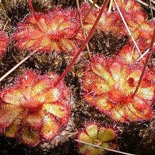 Image result for Drosera