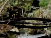 Attēlu rezultāti vaicājumam “Heyderia pusilla”