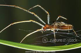 Attēlu rezultāti vaicājumam “Tetragnatha extensa”