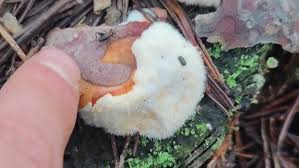 Attēlu rezultāti vaicājumam “Postia ptychogaster”