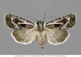 Attēlu rezultāti vaicājumam “Agrotis vestigialis”